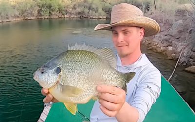 Angler Catches Unbelievably Fat Redear Sunfish From a Dock