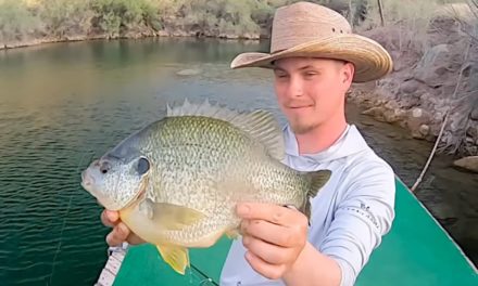 Angler Catches Unbelievably Fat Redear Sunfish From a Dock