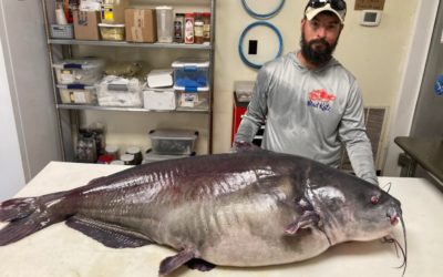 Angler Releases 118.7-Pound Blue Cat, Potential Tennessee State Record