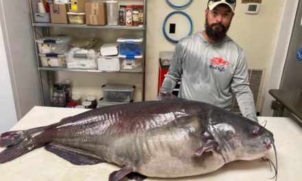 Angler Releases 118.7-Pound Blue Cat, Potential Tennessee State Record