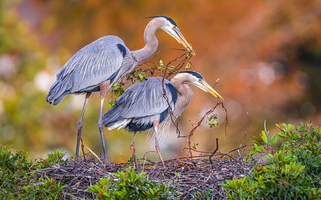 Beautiful Bokeh Assignment Winner Troy Harrison