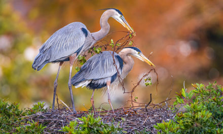 Beautiful Bokeh Assignment Winner Troy Harrison