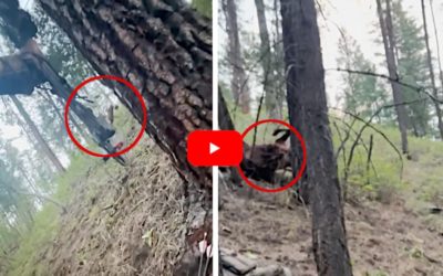 Close Shot on Bull Elk Leads to an Even Shorter Recovery