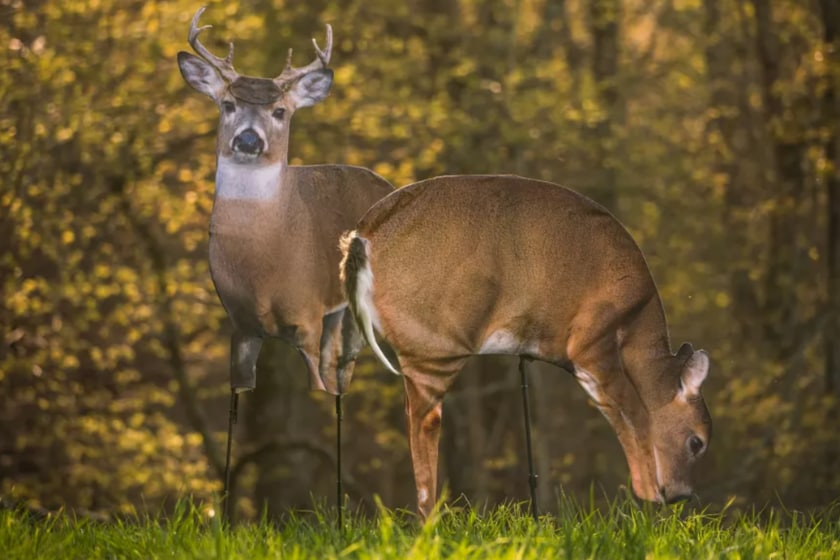 deer decoys