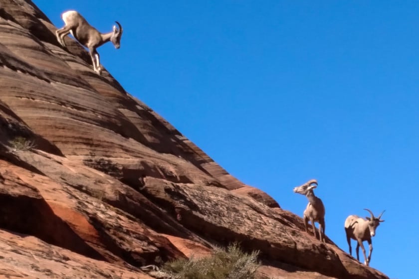 Desert Bighorn Sheep