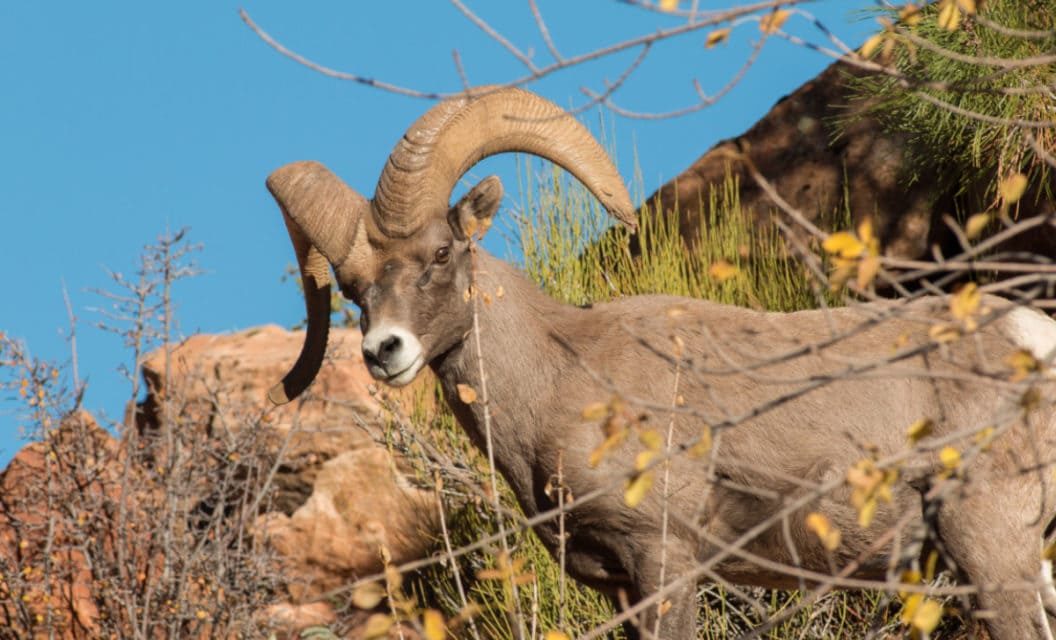Desert Bighorn Sheep: Why Their Road to Recovery Has Been So Rocky