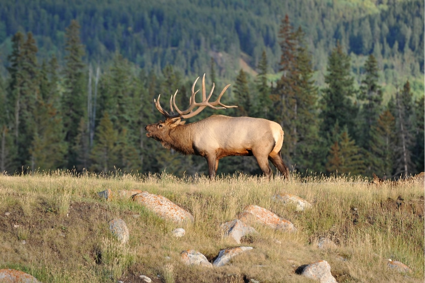 elk sounds