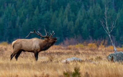 Elk Sounds and What They Mean When You Hear Them
