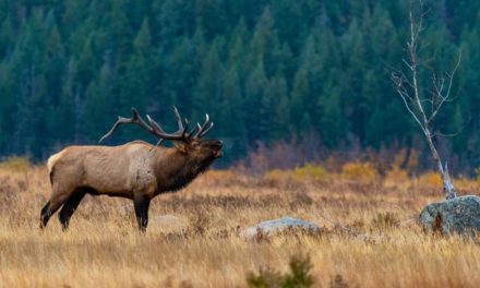 Elk Sounds and What They Mean When You Hear Them