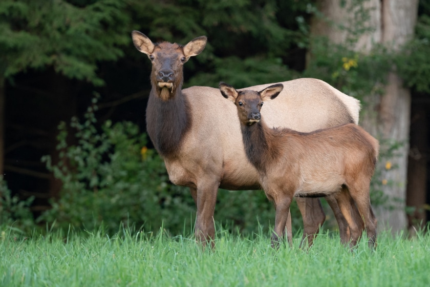 elk sounds