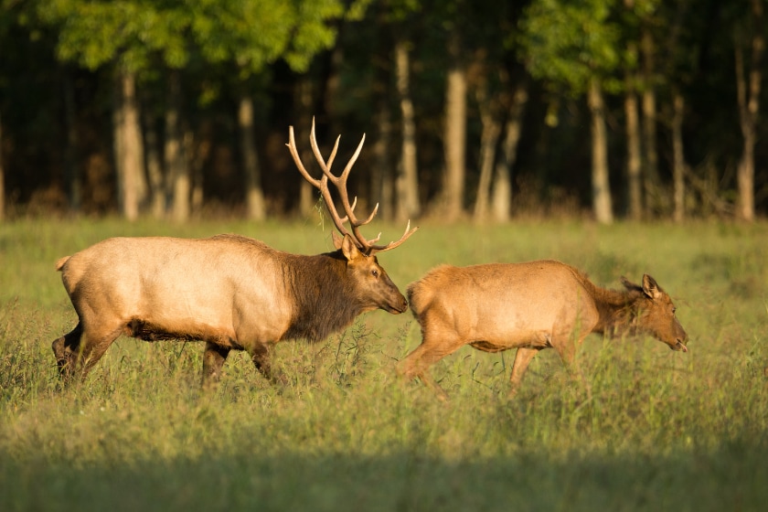 Elk Sounds and What They Mean When You Hear Them - Outdoor Enthusiast ...