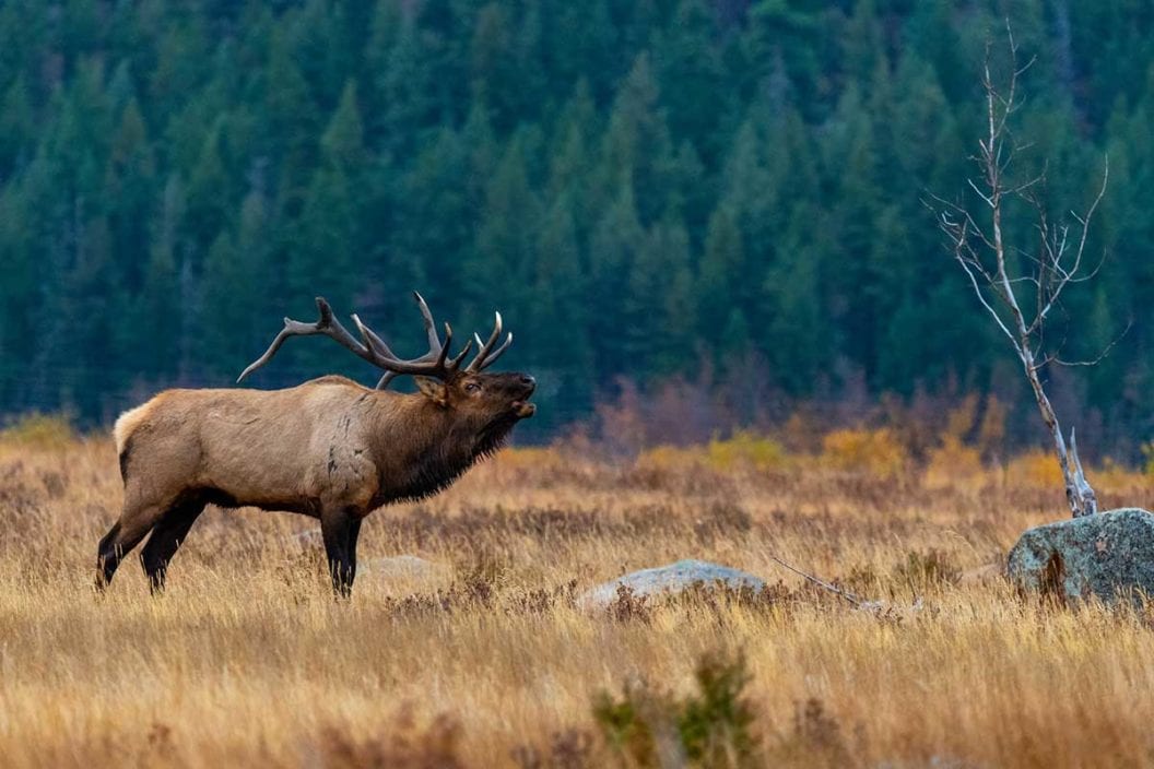An elk bugles in a grassy field