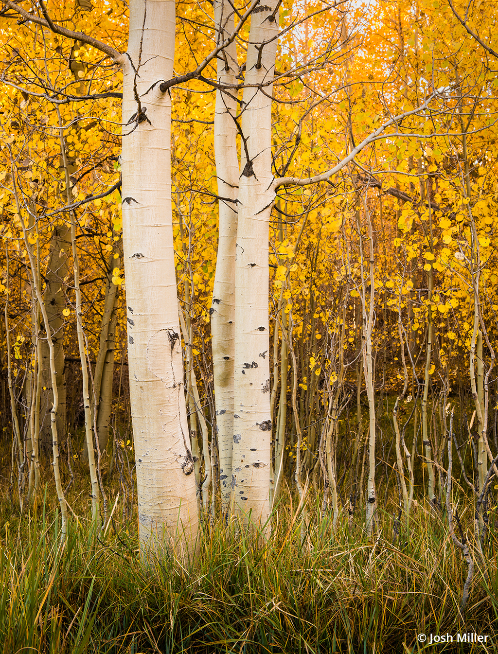 Photo of fall foliage taken in the shade.