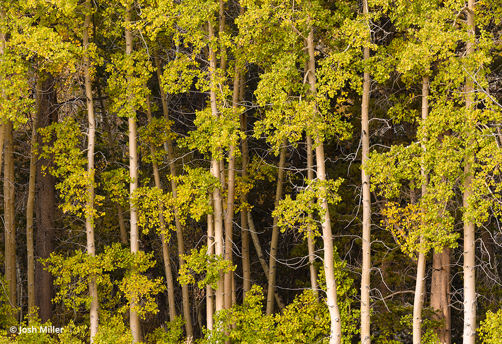 Telephoto photo of fall foliage