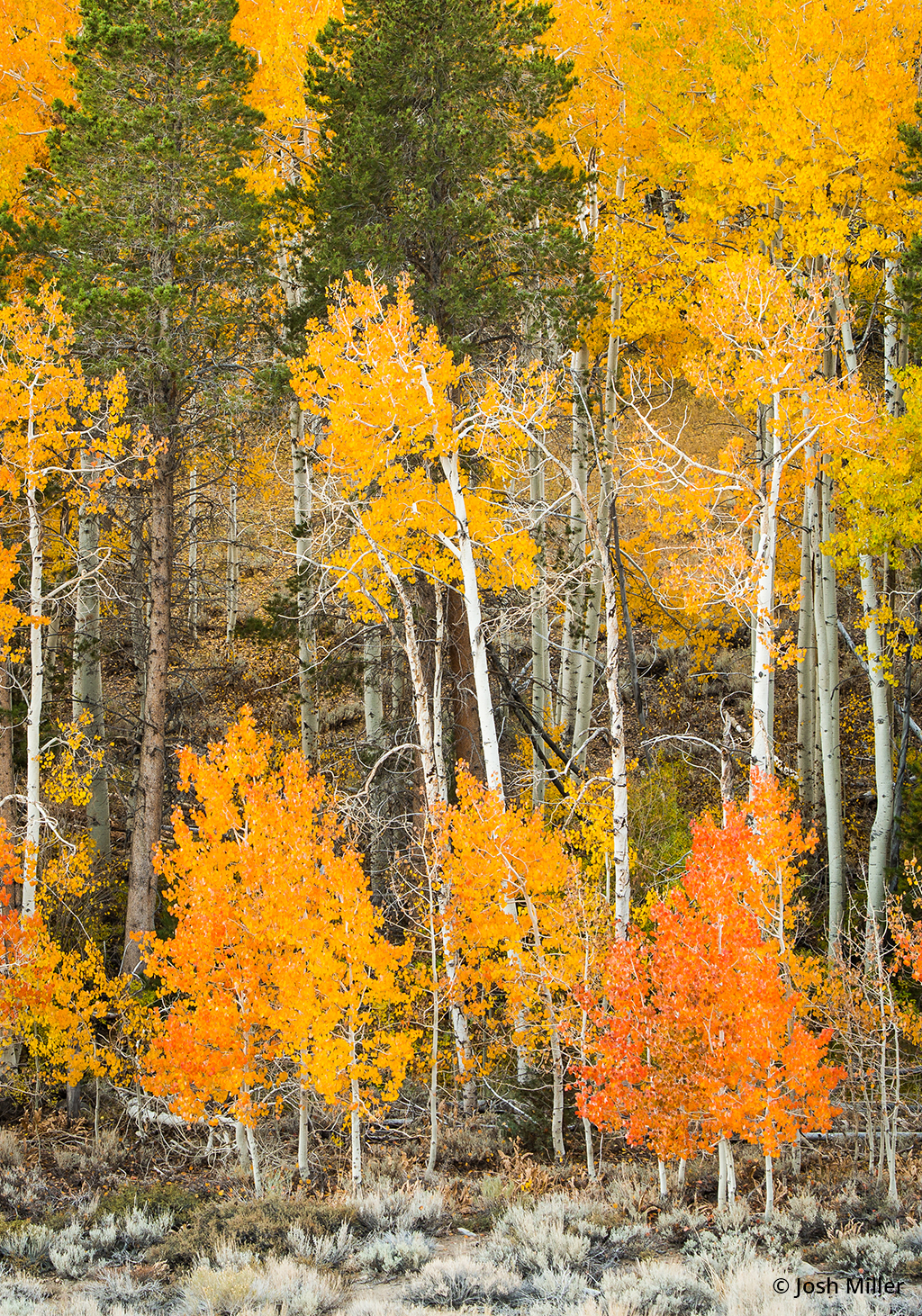 Photo of orange and yellow fall foliage