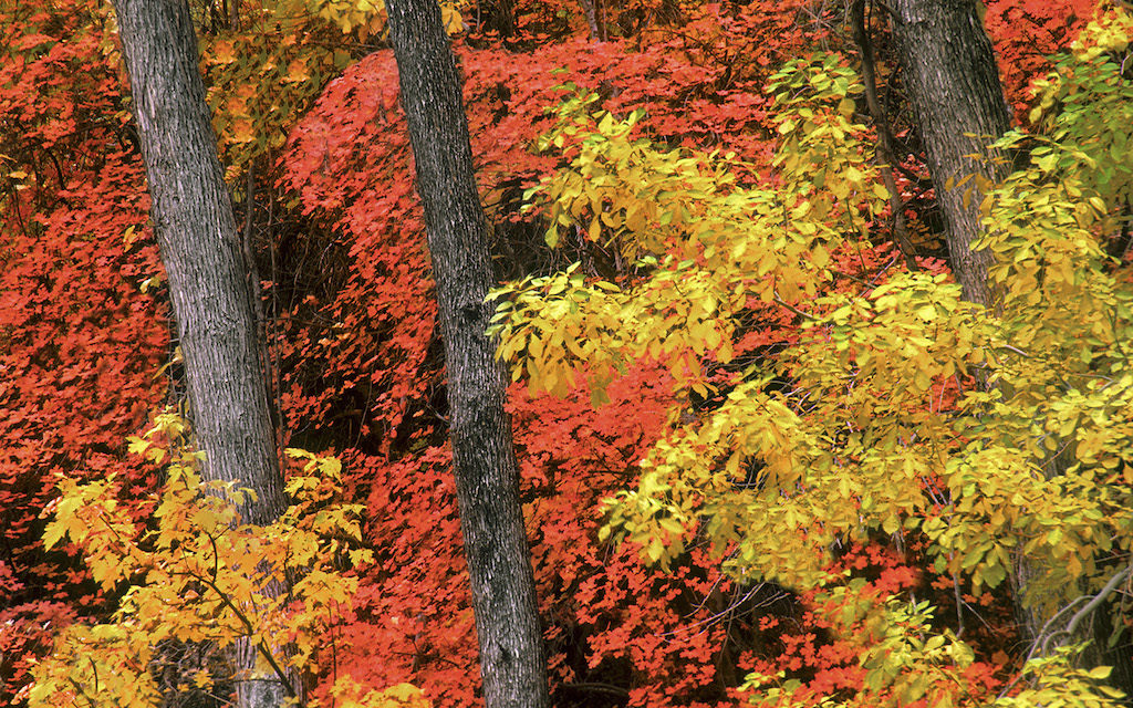 Fall Foliage Photo Tips