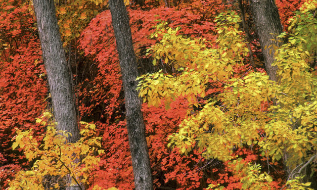 Fall Foliage Photo Tips