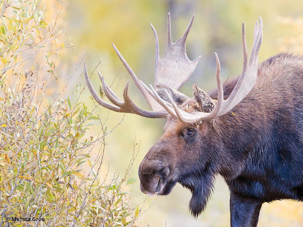 Fall wildlife photography of a bull moose