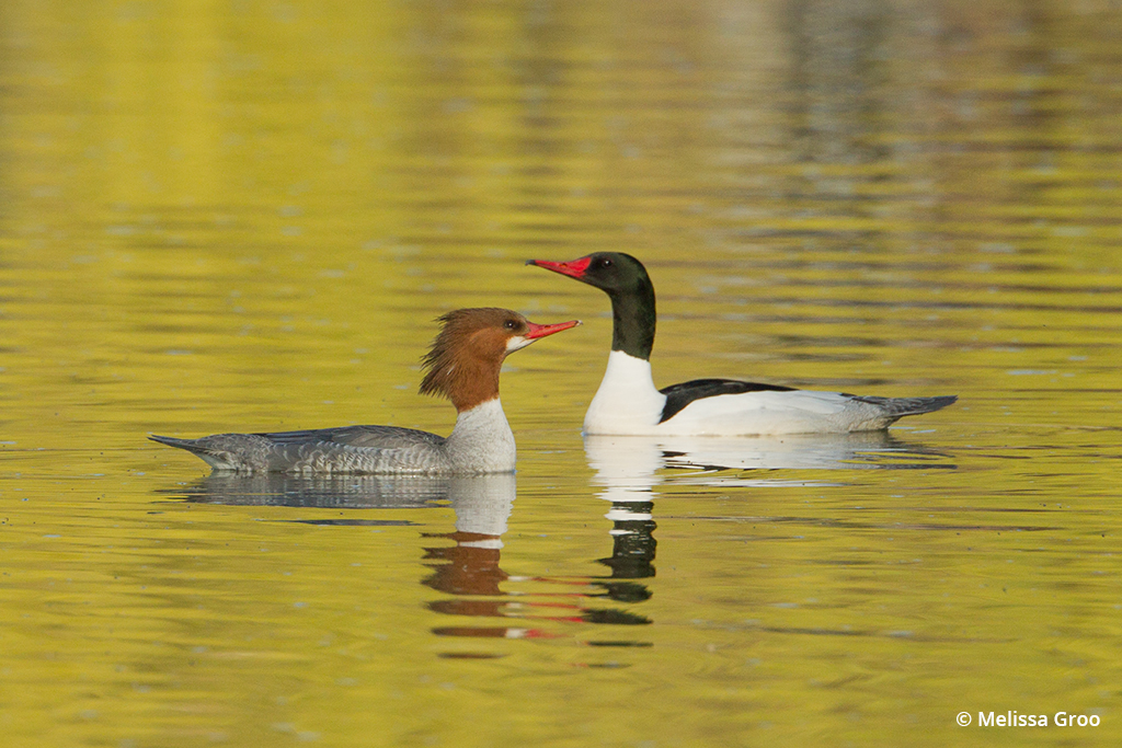 Photo of ducks on a lake in fall