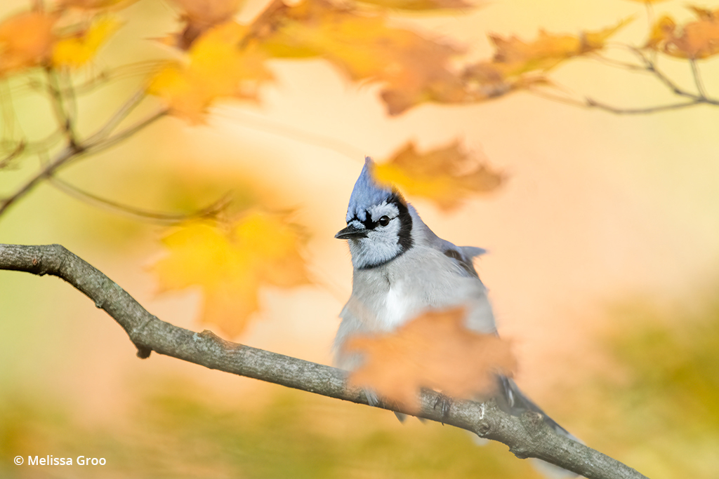 Photo of a blue jay and fall foliage