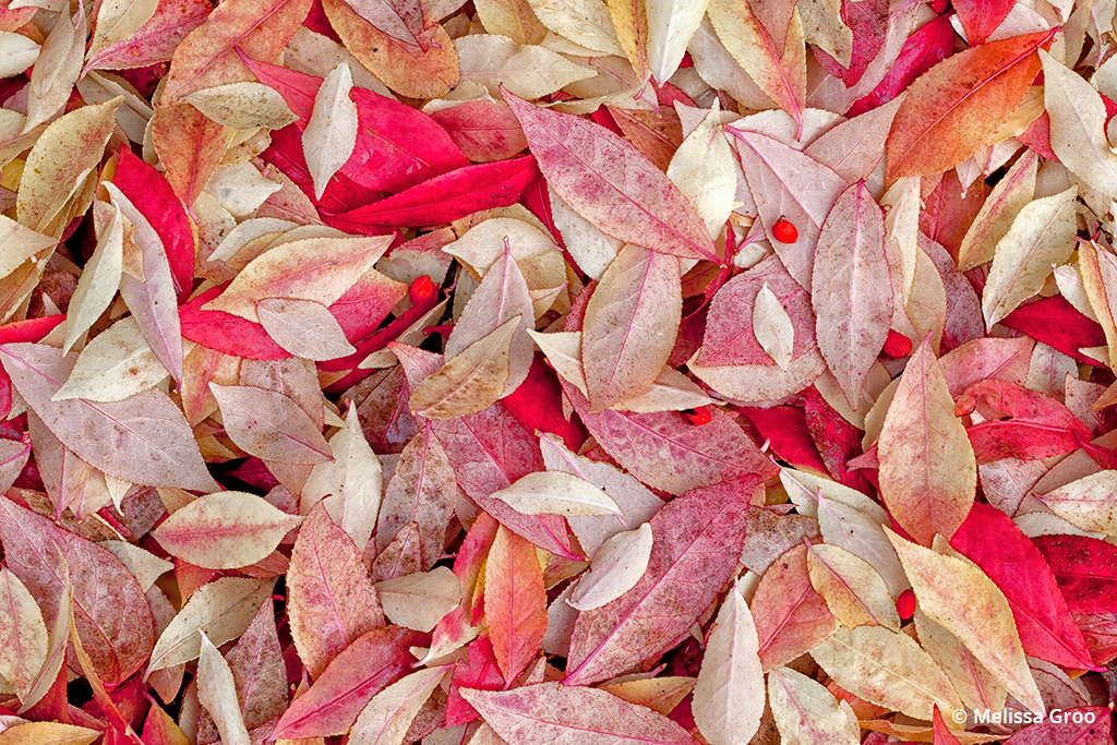 Photo of fall leaves