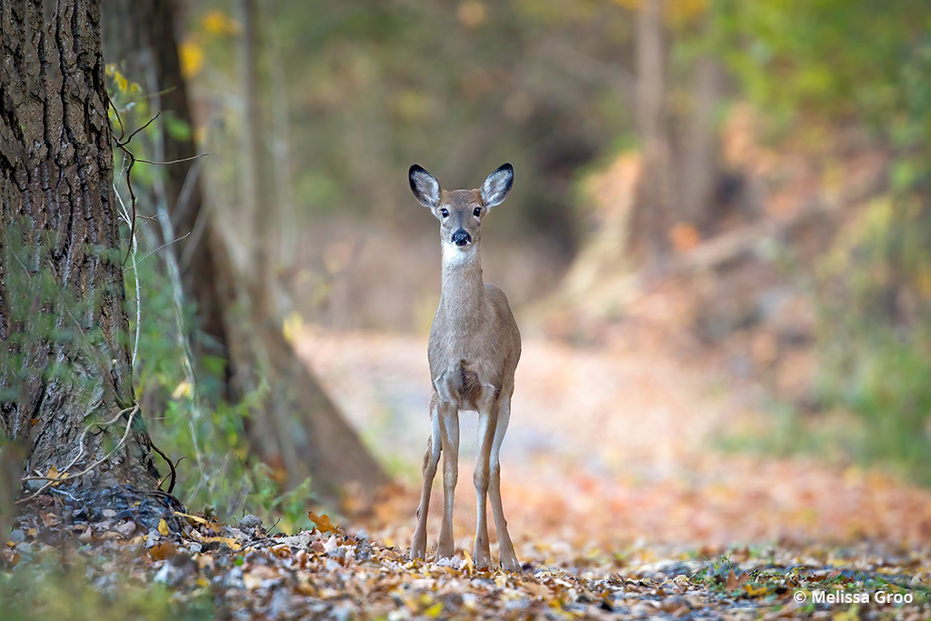 Photo of a white-tailed deer