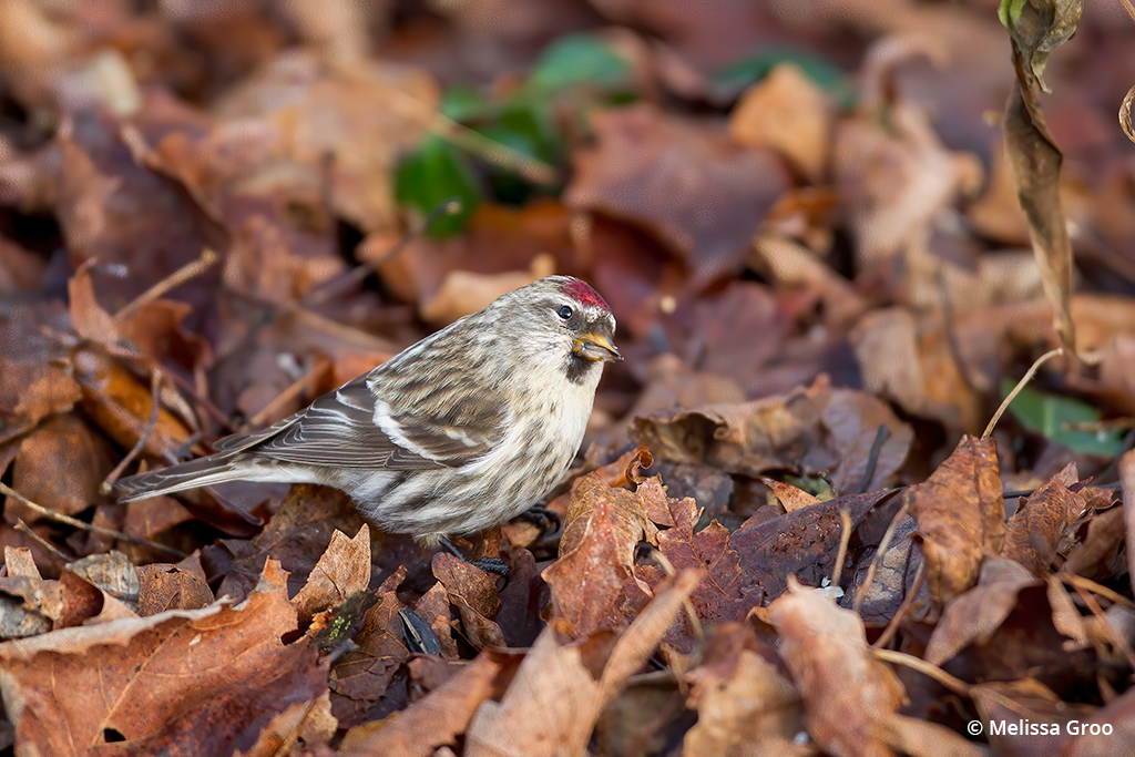 Photo of a redpoll bird taken in fall