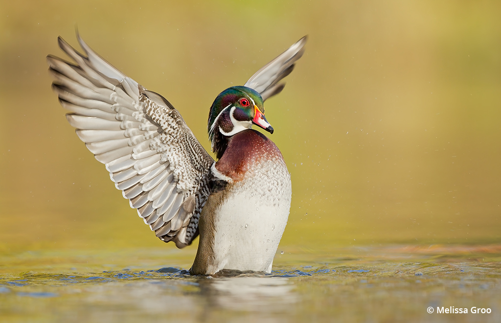 Fall wildlife photography of a wood duck spreading its wings