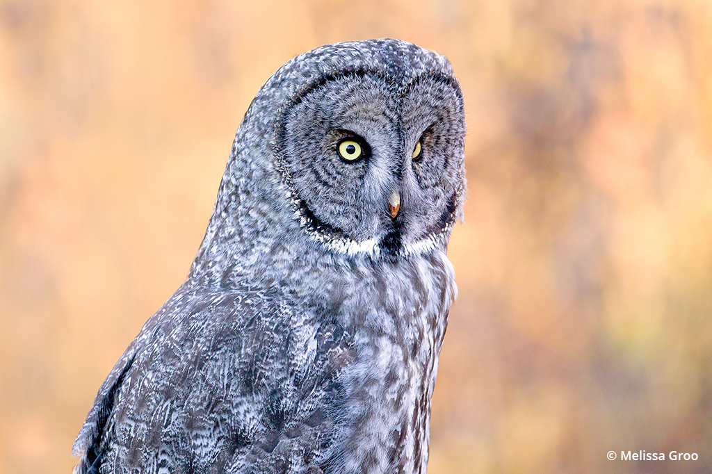 Photo of a great gray owl against a fall backdrop