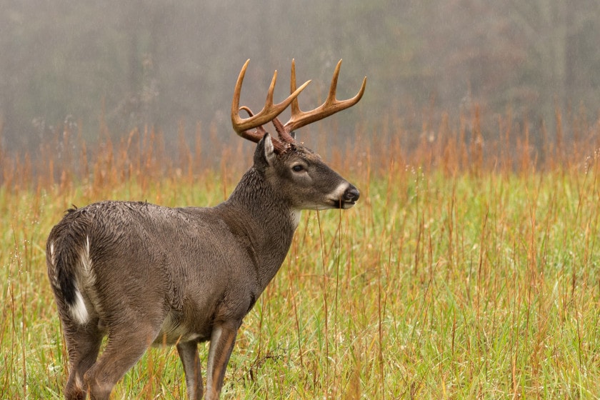 Deer Hunting in the Rain