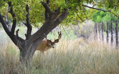 Gain Access to Urban Deer Hunting Spots the Right Way