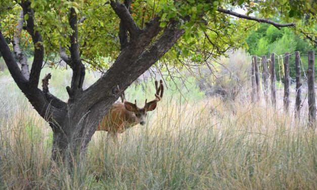 Gain Access to Urban Deer Hunting Spots the Right Way