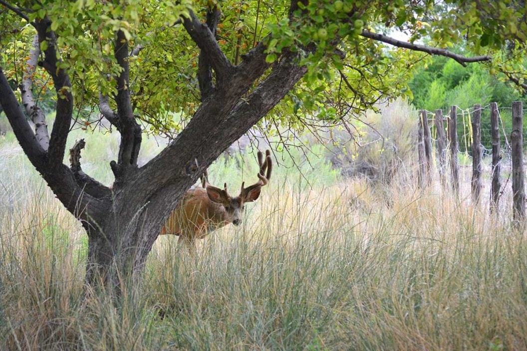 Buck standing behind a tree near a fence