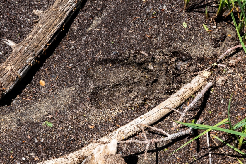 how to spot elk sign