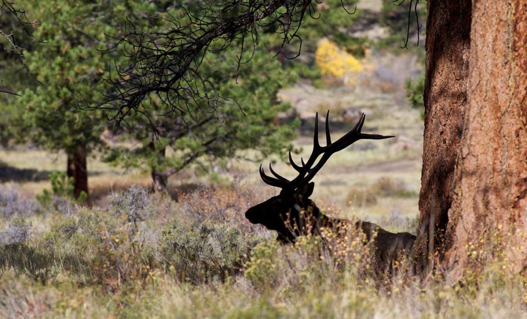 How to Identify Elk Sign for Both Hunters and Non-Hunters