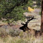 How to Identify Elk Sign for Both Hunters and Non-Hunters