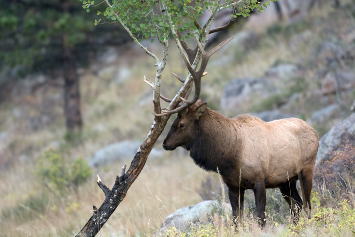 A large bull North American elkrubs its antlers on an aspen tree during the rut in Rocky Mountain National Park in Colorado.