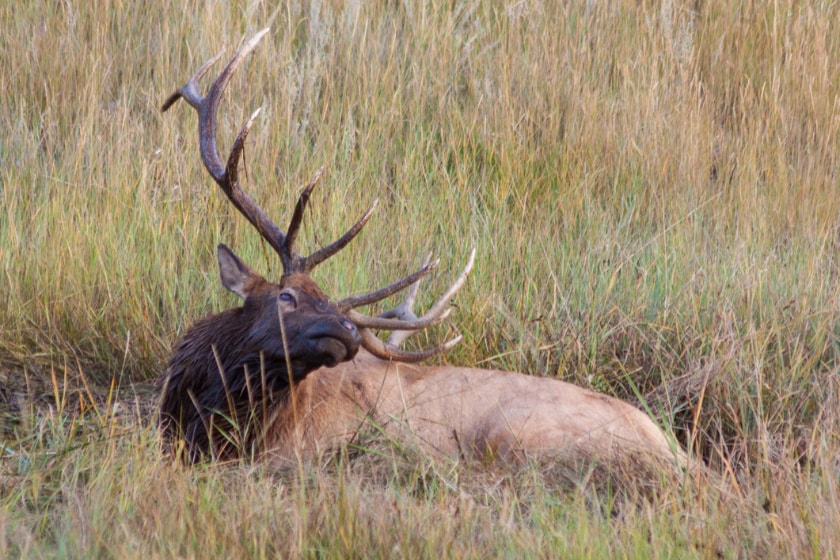 how to spot elk sign