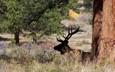 How to Identify Elk Sign for Both Hunters and Non-Hunters