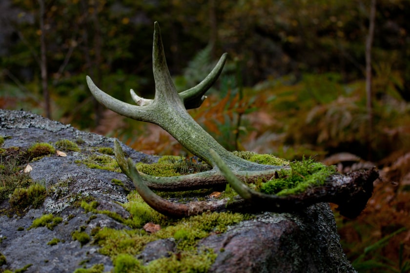 shed antlers