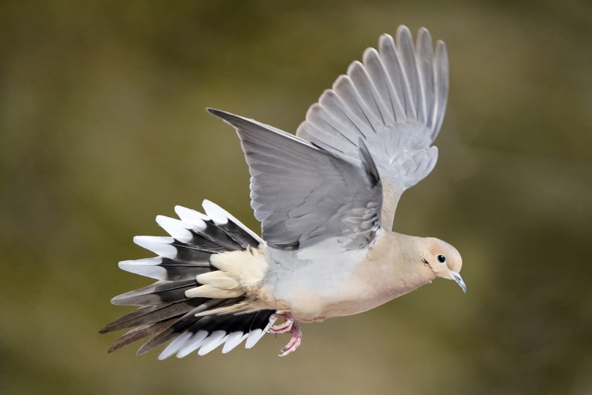 Best Choke for Dove Hunting