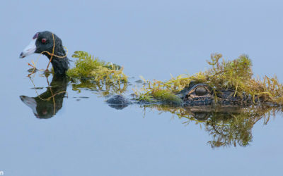 Keys To Successful Wildlife Images