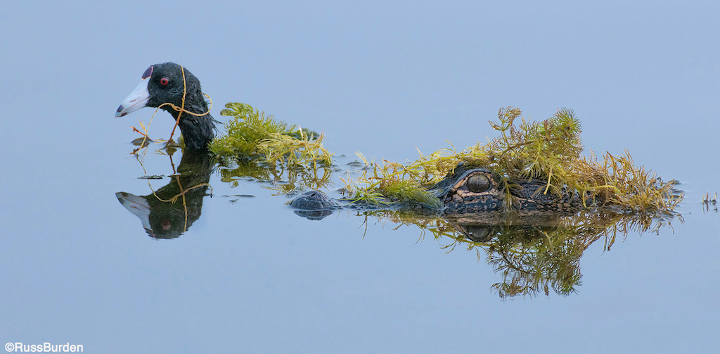 Keys To Successful Wildlife Images