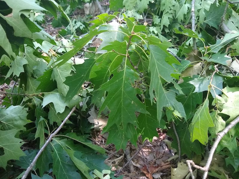 oak trees 