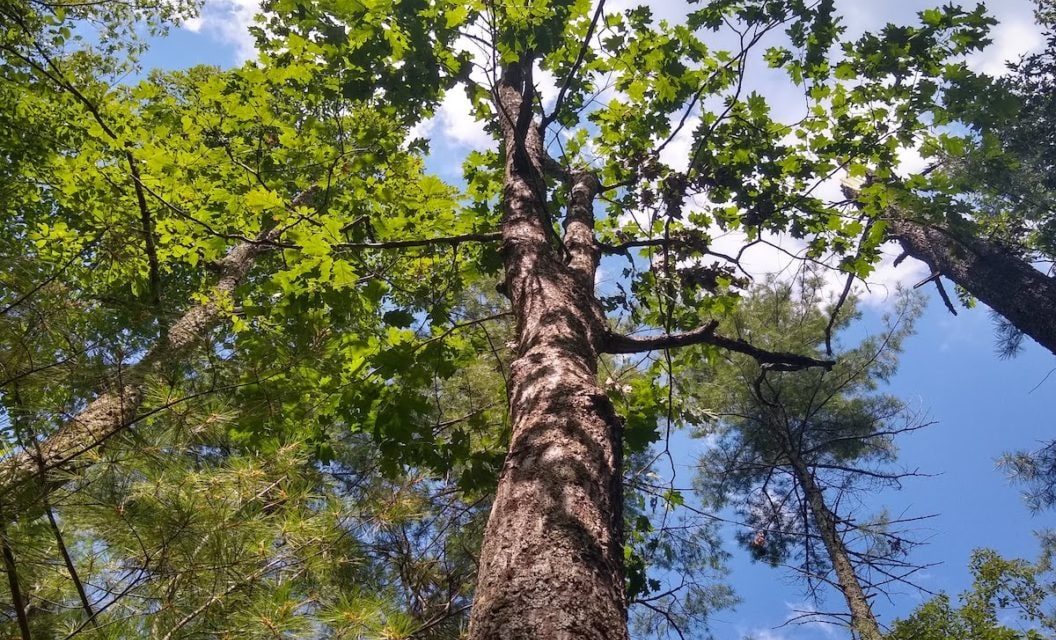 Know Your Oak Trees, Know Your Deer