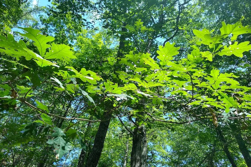 oak trees