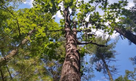 Know Your Oak Trees, Know Your Deer