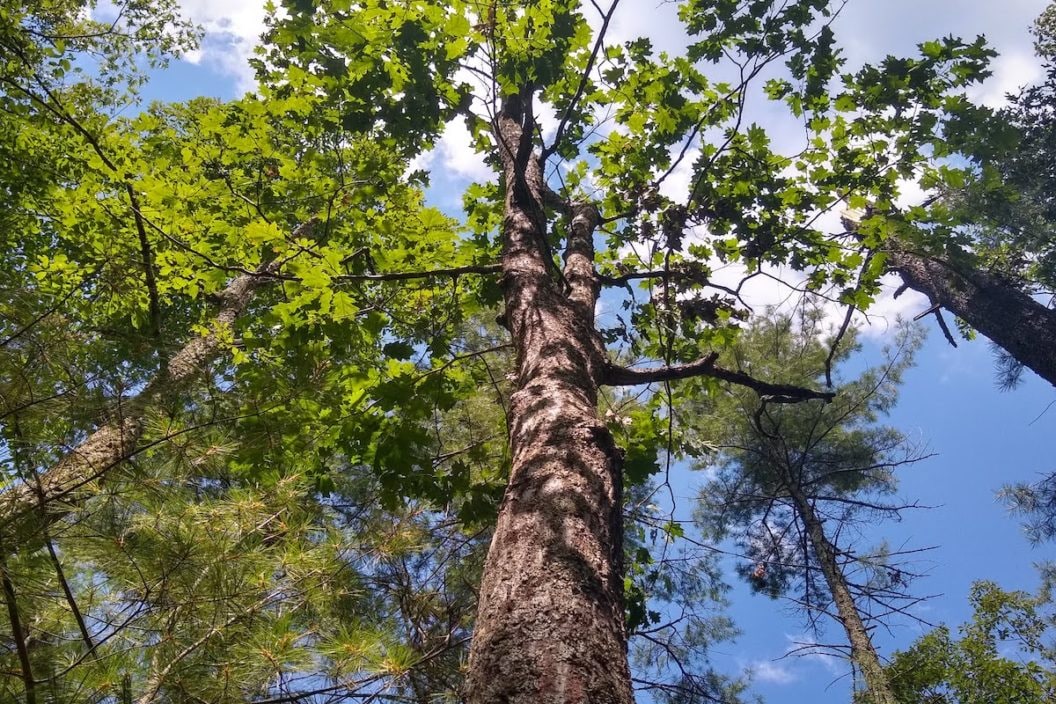 oak trees