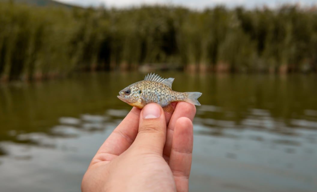 Micro Fishing: Plunge Into the World of Tiny Tackle and the Smallest Catch