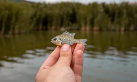 Micro Fishing: Plunge Into the World of Tiny Tackle and the Smallest Catch